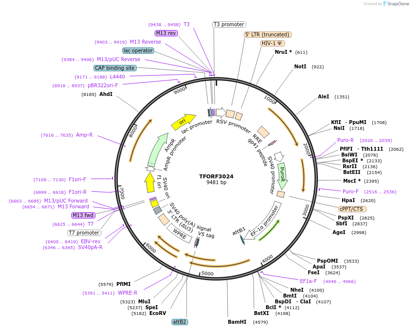 144500-plasmid-map-sequence-id-407369