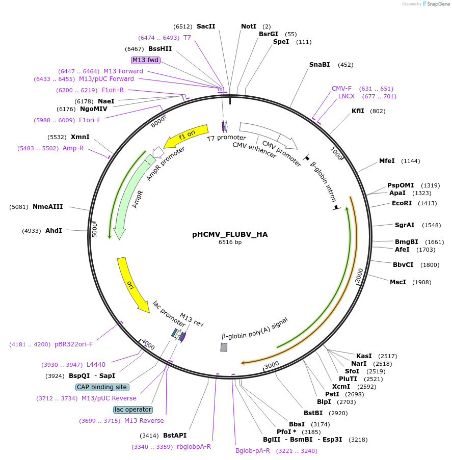 207274-plasmid-map-sequence-id-407371