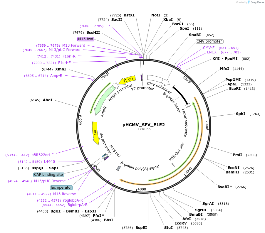 207308-plasmid-map-sequence-id-407372