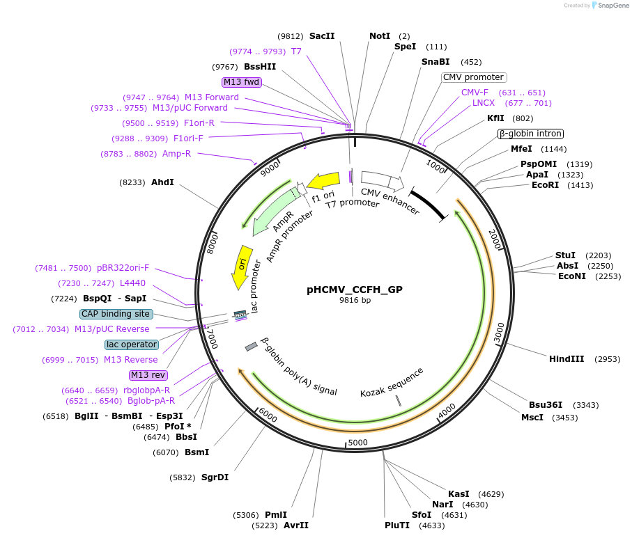 407376_map