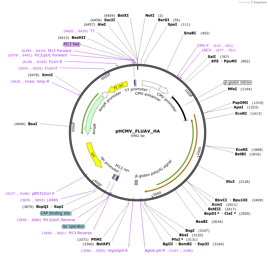 207273-plasmid-map-sequence-id-407383