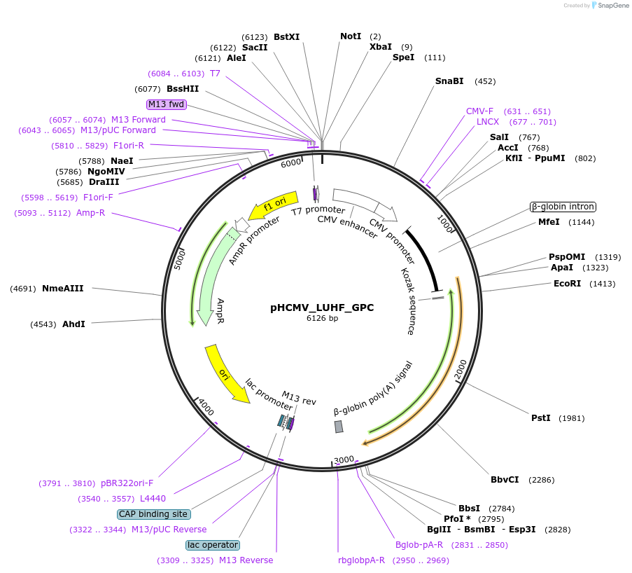 207290-plasmid-map-sequence-id-407385