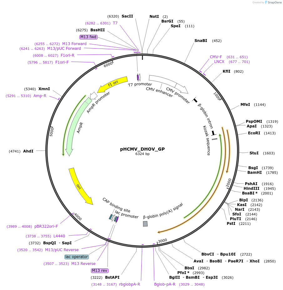 207267-plasmid-map-sequence-id-407390