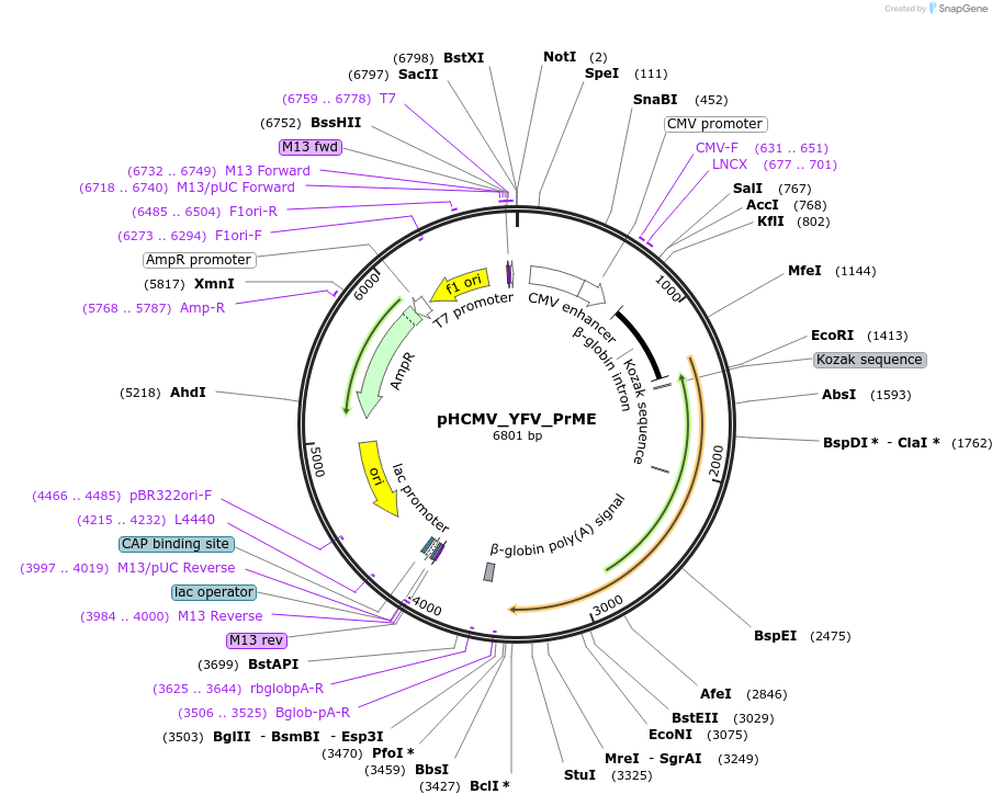 207315-plasmid-map-sequence-id-407395