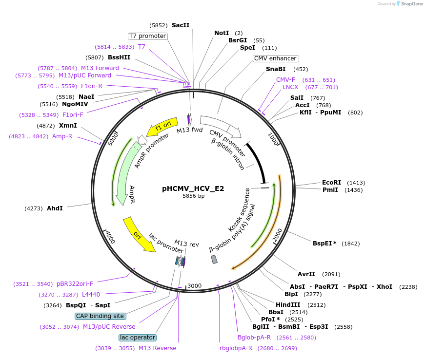 207280-plasmid-map-sequence-id-407397