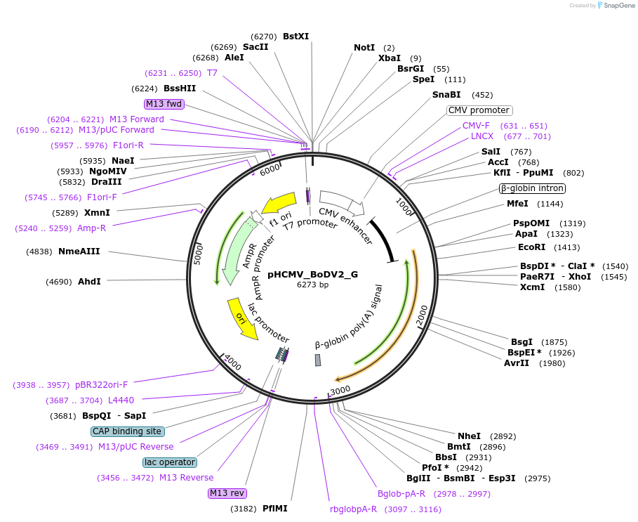 207257-plasmid-map-sequence-id-407400