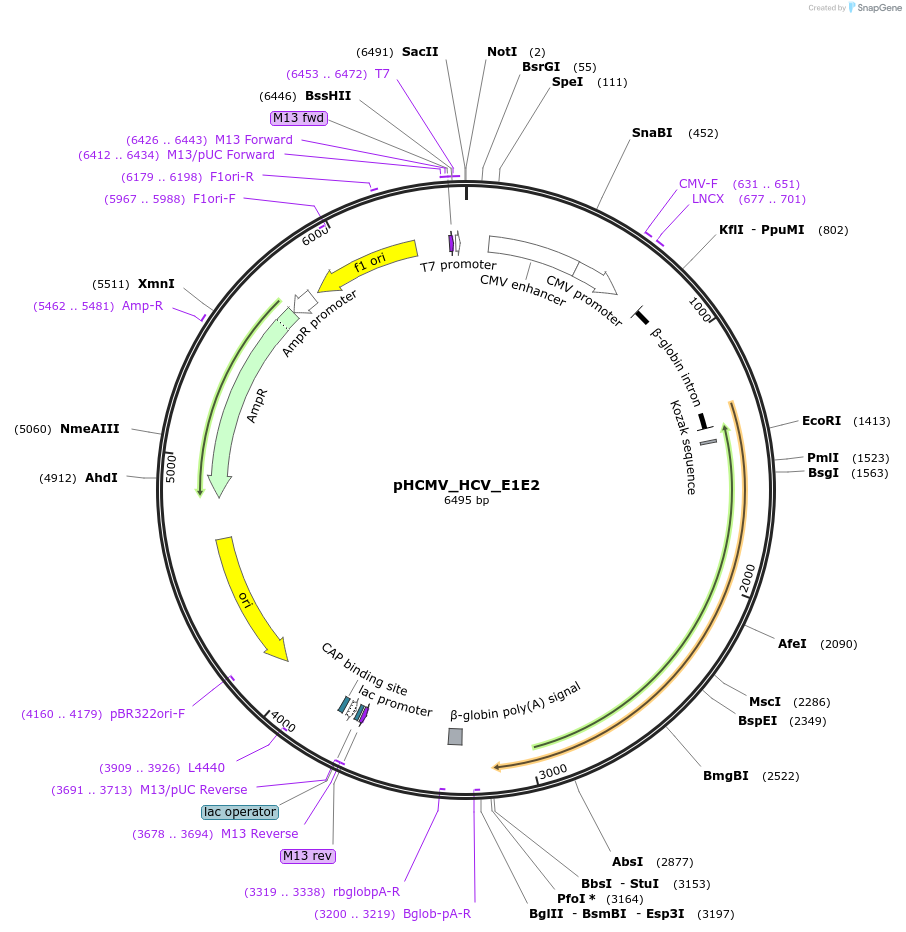 207279-plasmid-map-sequence-id-407404