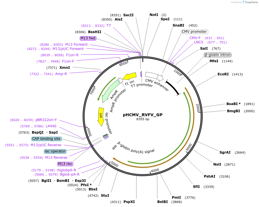 207304-plasmid-map-sequence-id-407407