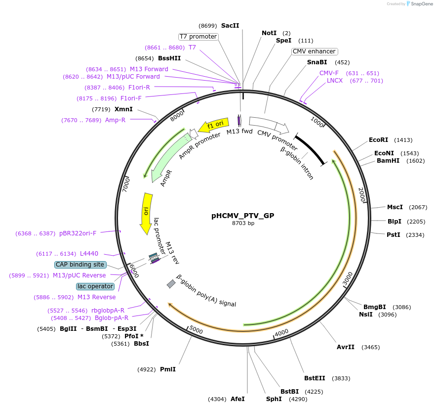 207300-plasmid-map-sequence-id-407408