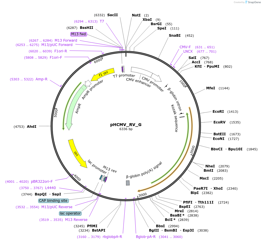 207303-plasmid-map-sequence-id-407411