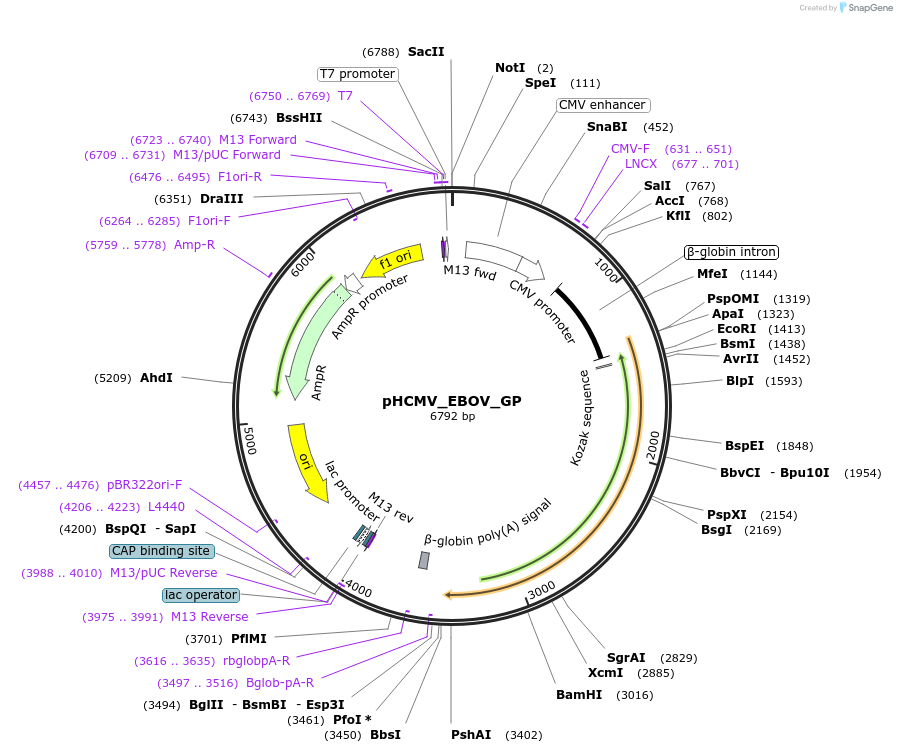 207271-plasmid-map-sequence-id-407422