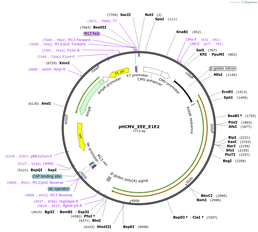 207272-plasmid-map-sequence-id-407423