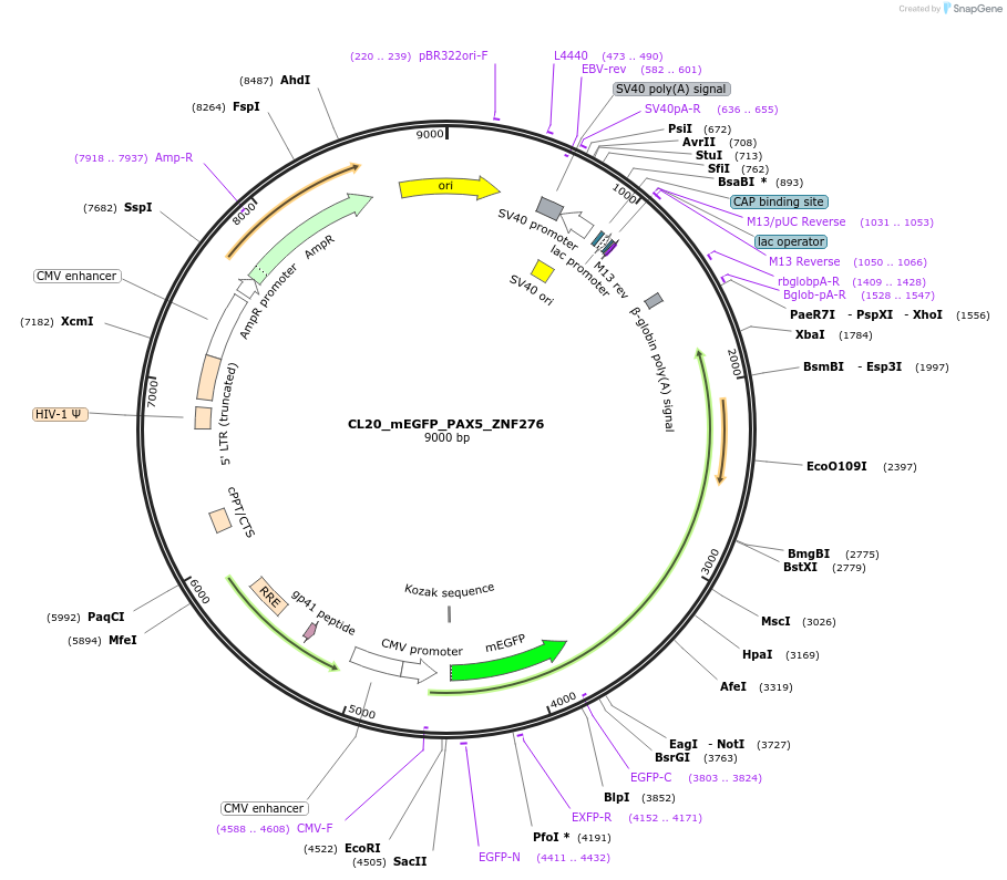 205889-plasmid-map-sequence-id-407435