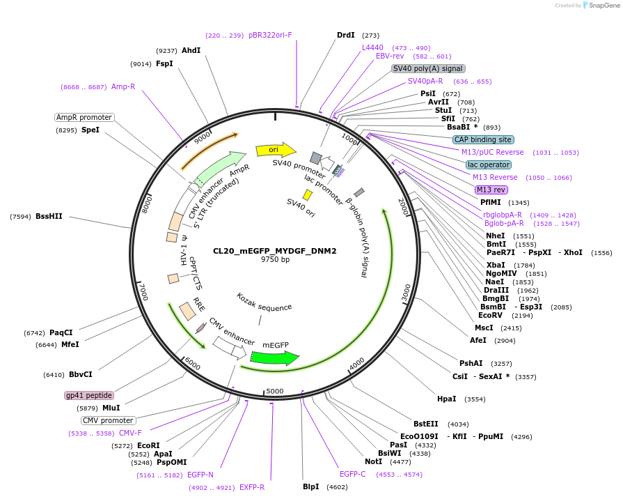 205863-plasmid-map-sequence-id-407437
