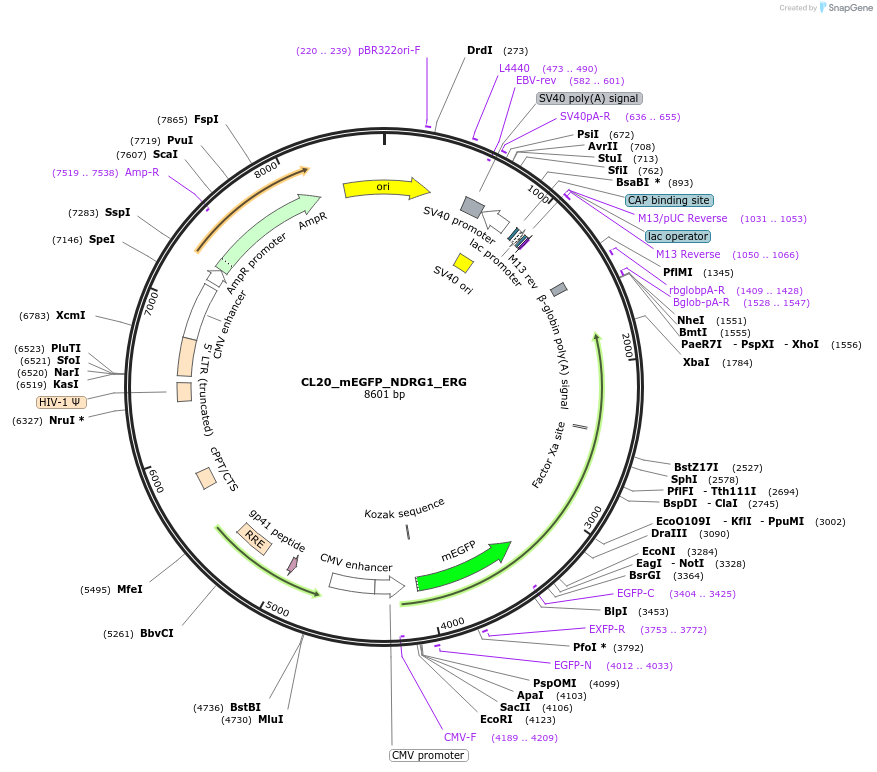 205866-plasmid-map-sequence-id-407439