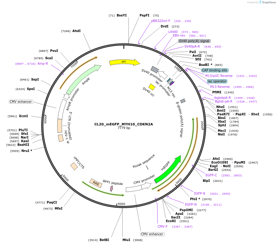 205864-plasmid-map-sequence-id-407448
