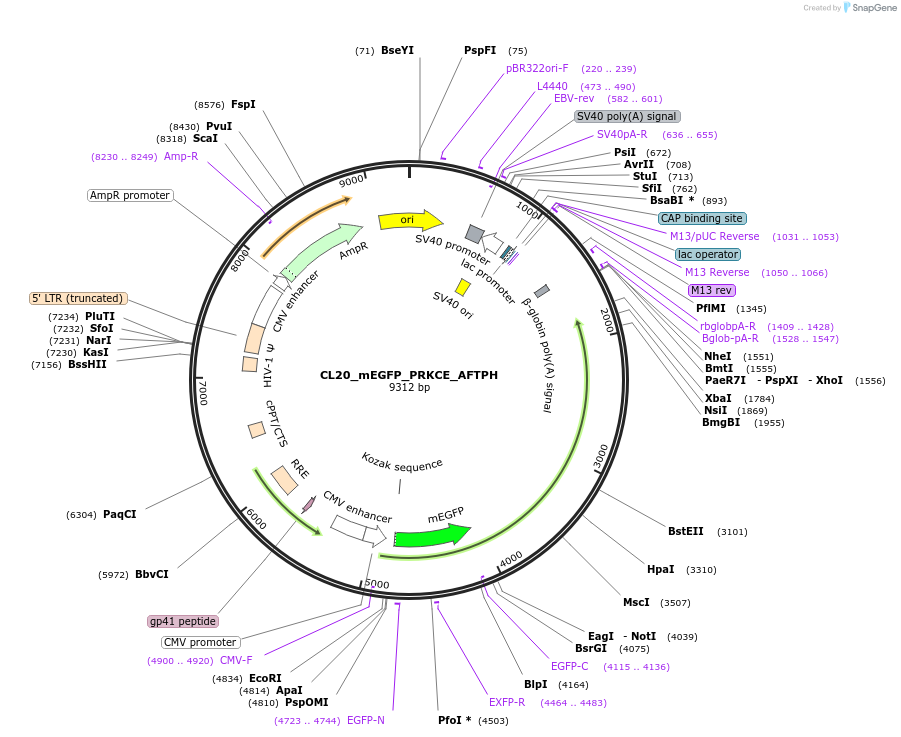 205901-plasmid-map-sequence-id-407449