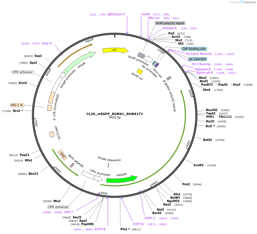205915-plasmid-map-sequence-id-407453
