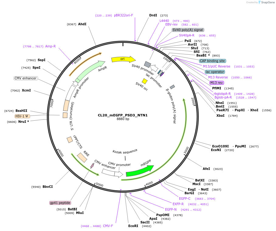 205902-plasmid-map-sequence-id-407454