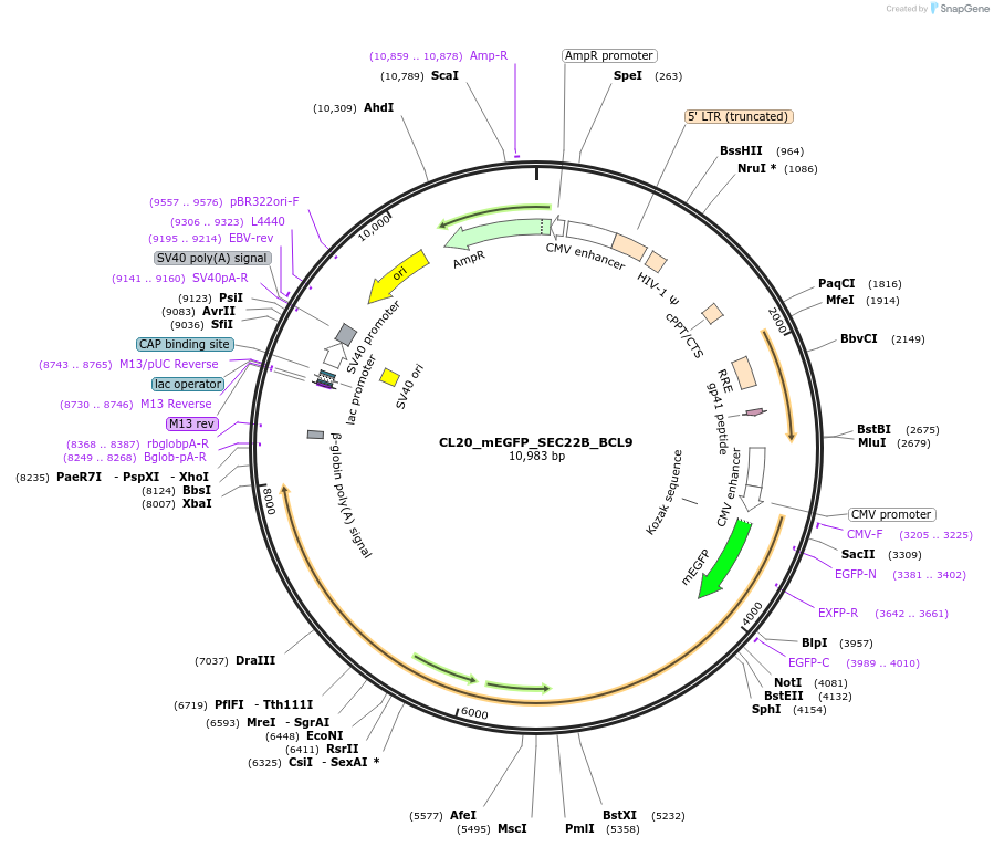 205918-plasmid-map-sequence-id-407456