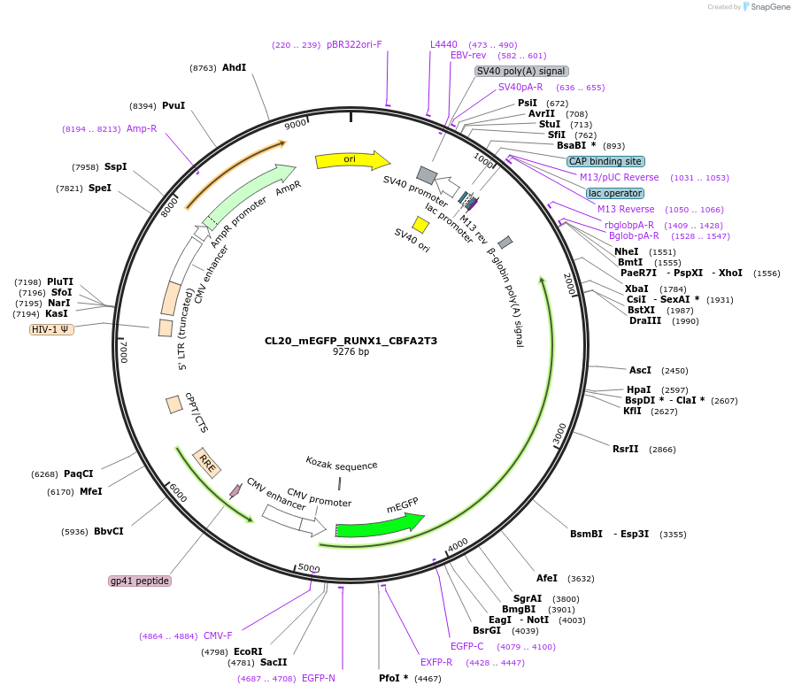 205914-plasmid-map-sequence-id-407459