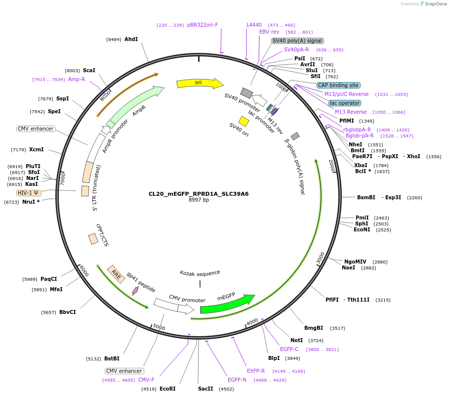 205912-plasmid-map-sequence-id-407460
