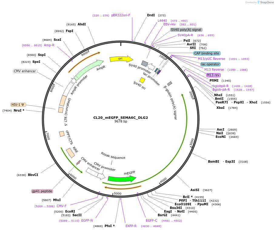205919-plasmid-map-sequence-id-407461