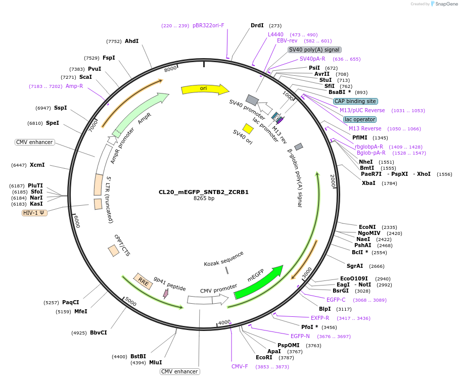 205924-plasmid-map-sequence-id-407467