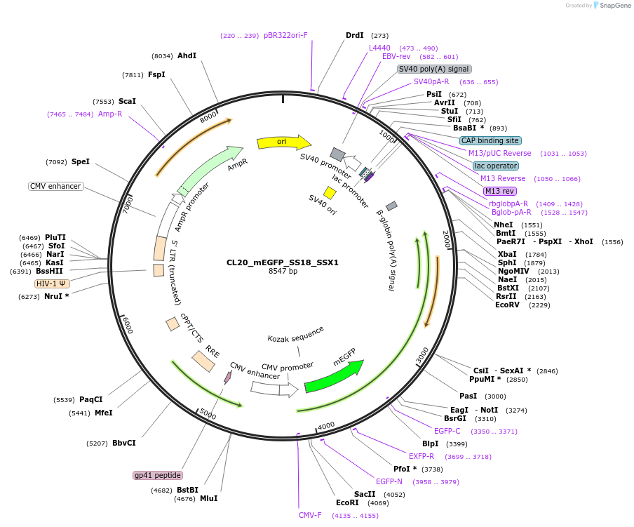 205927-plasmid-map-sequence-id-407473