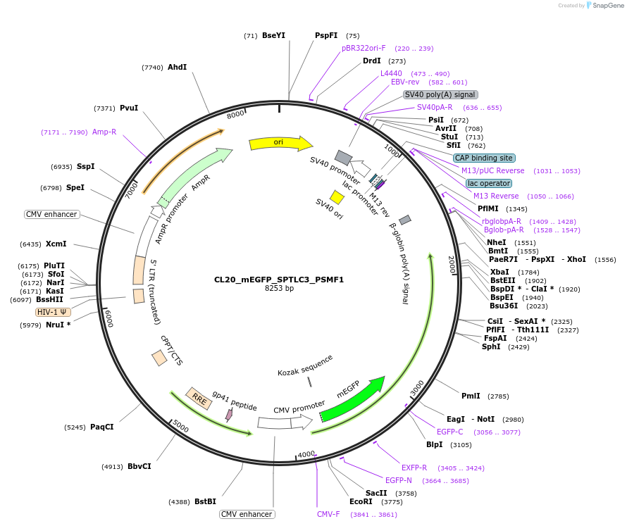 205926-plasmid-map-sequence-id-407477