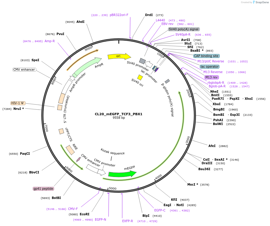 407480_map