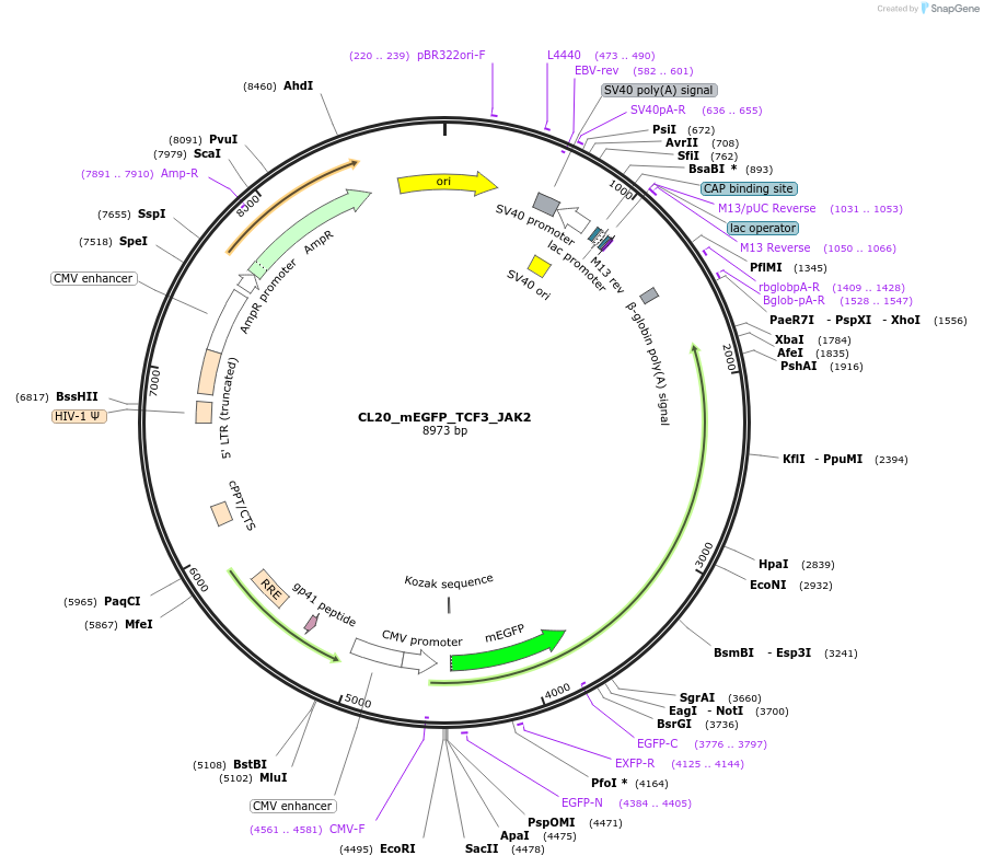 205936-plasmid-map-sequence-id-407487