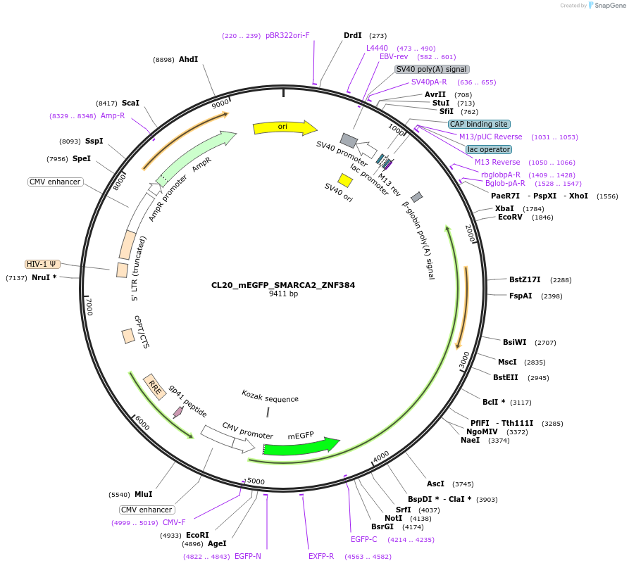 205922-plasmid-map-sequence-id-407490