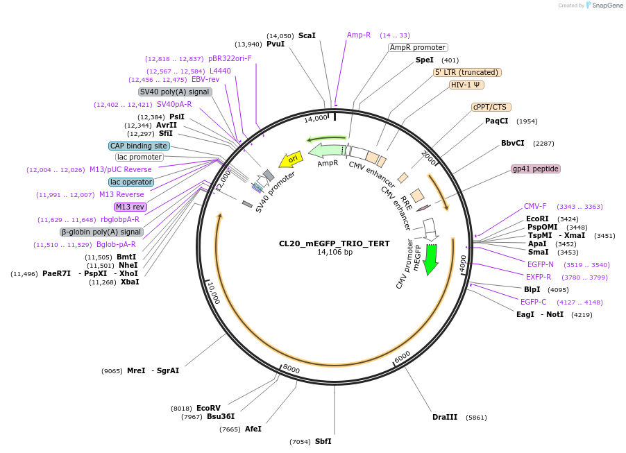 205946-plasmid-map-sequence-id-407500
