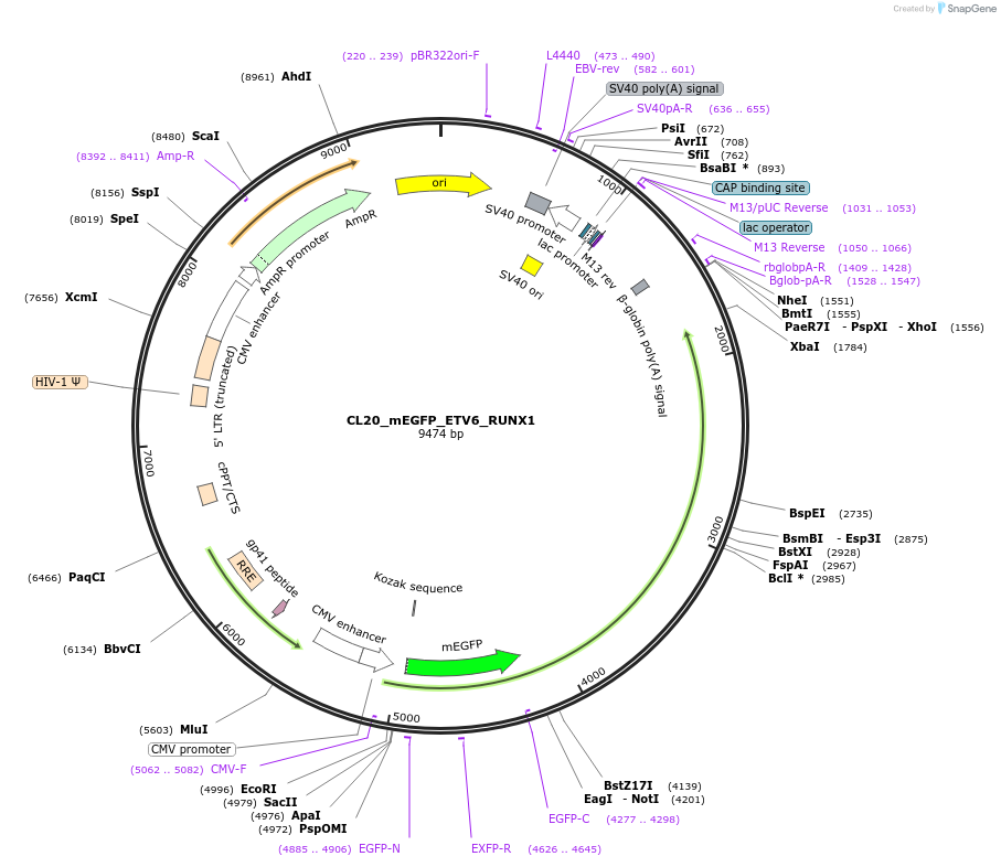 205818-plasmid-map-sequence-id-407504