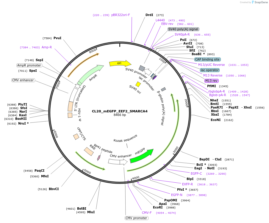 205808-plasmid-map-sequence-id-407505