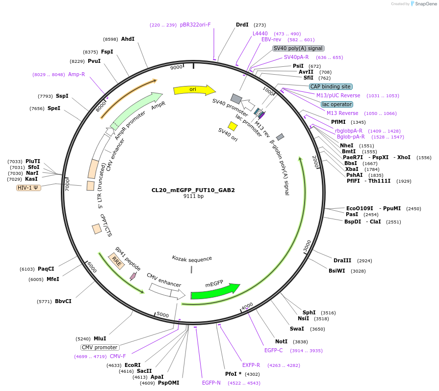 205823-plasmid-map-sequence-id-407506