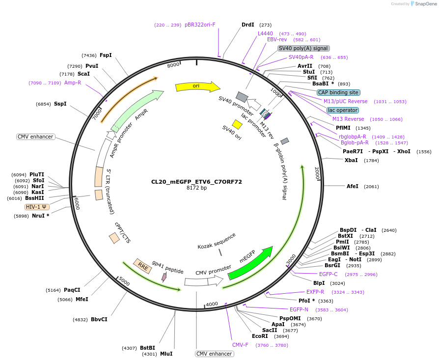 407507_map