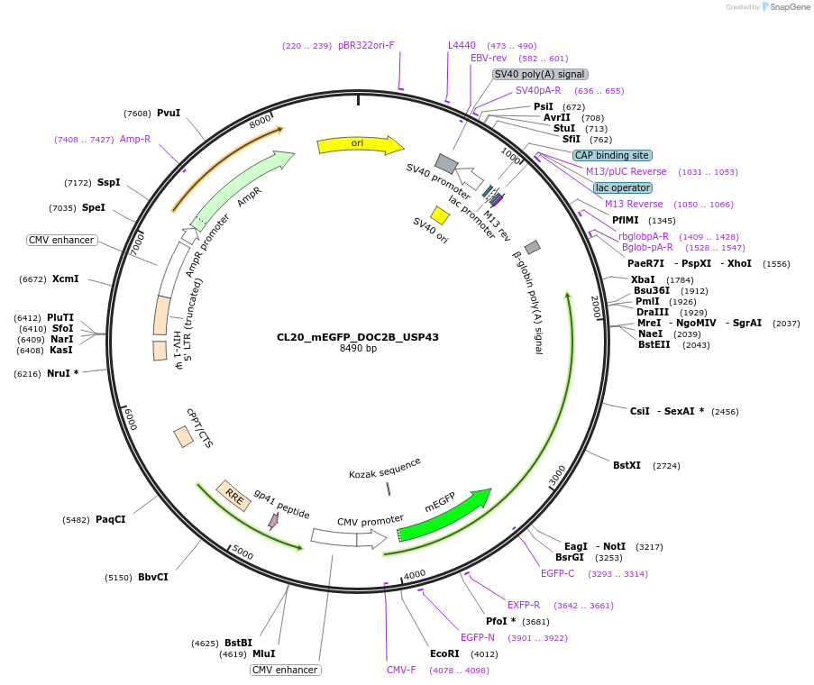 205806-plasmid-map-sequence-id-407508