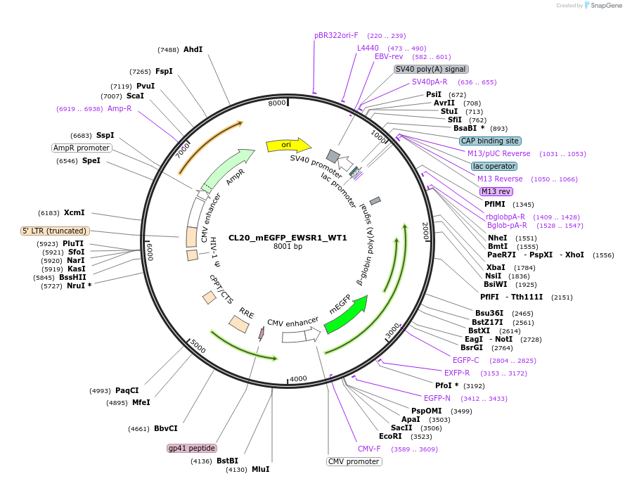 205820-plasmid-map-sequence-id-407511