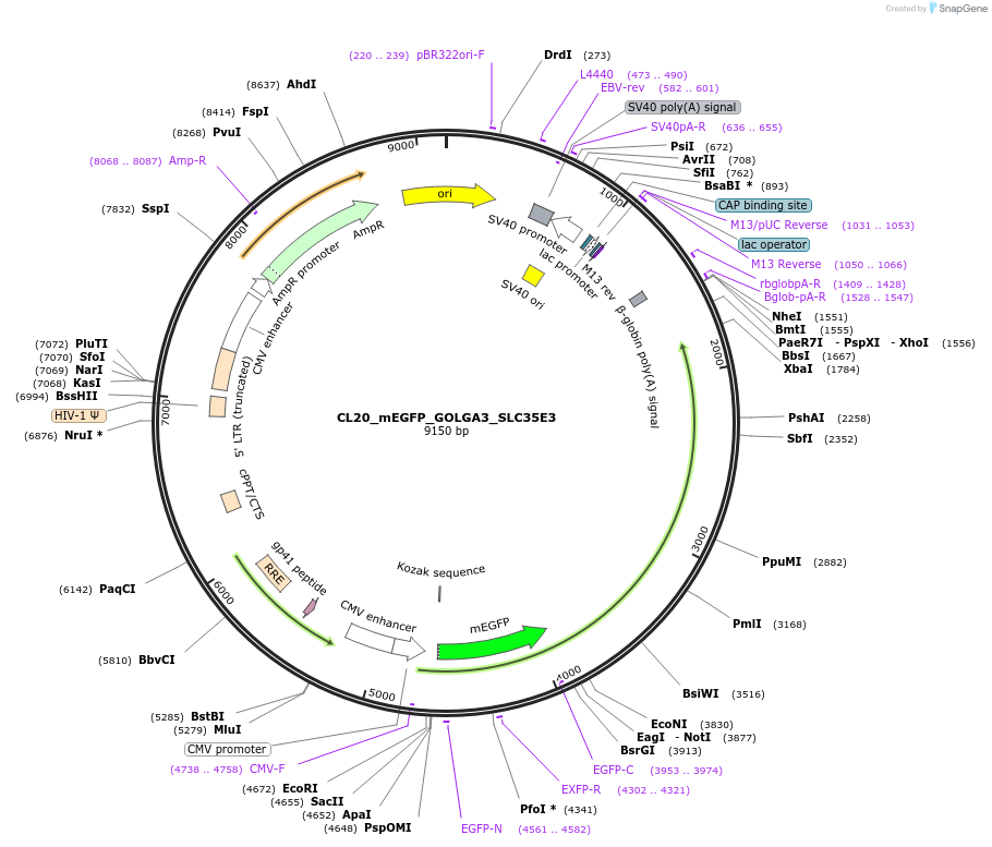 205826-plasmid-map-sequence-id-407523