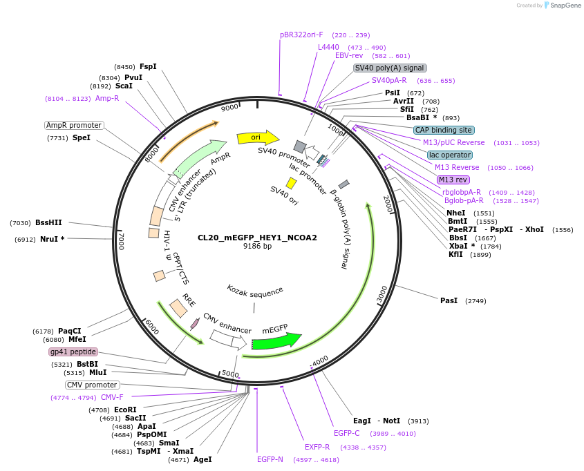 205829-plasmid-map-sequence-id-407524