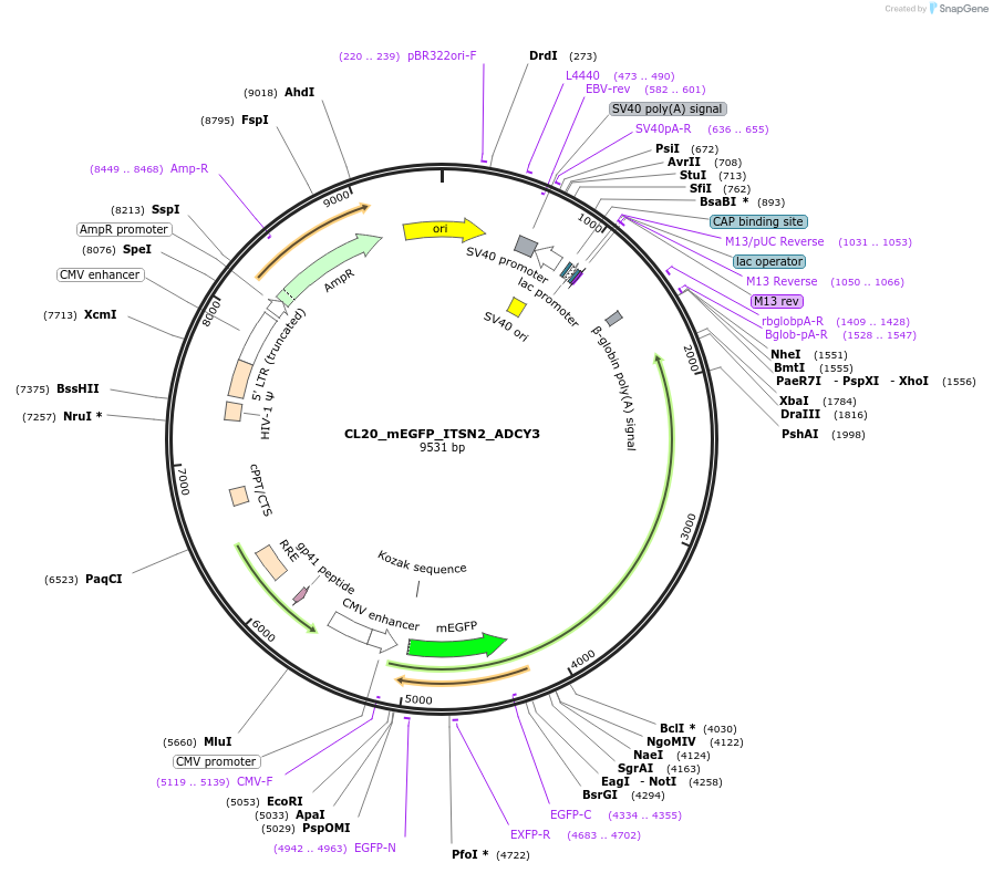 205832-plasmid-map-sequence-id-407527