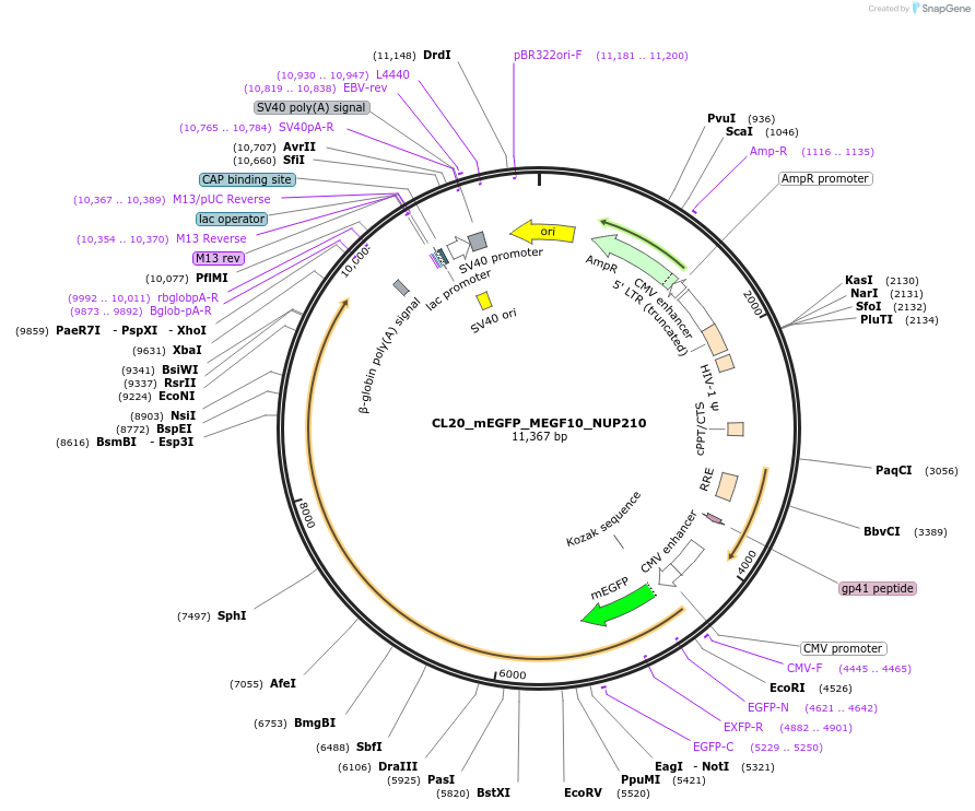 205854-plasmid-map-sequence-id-407532