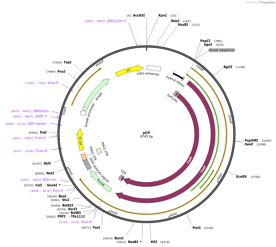 204743-plasmid-map-sequence-id-407540