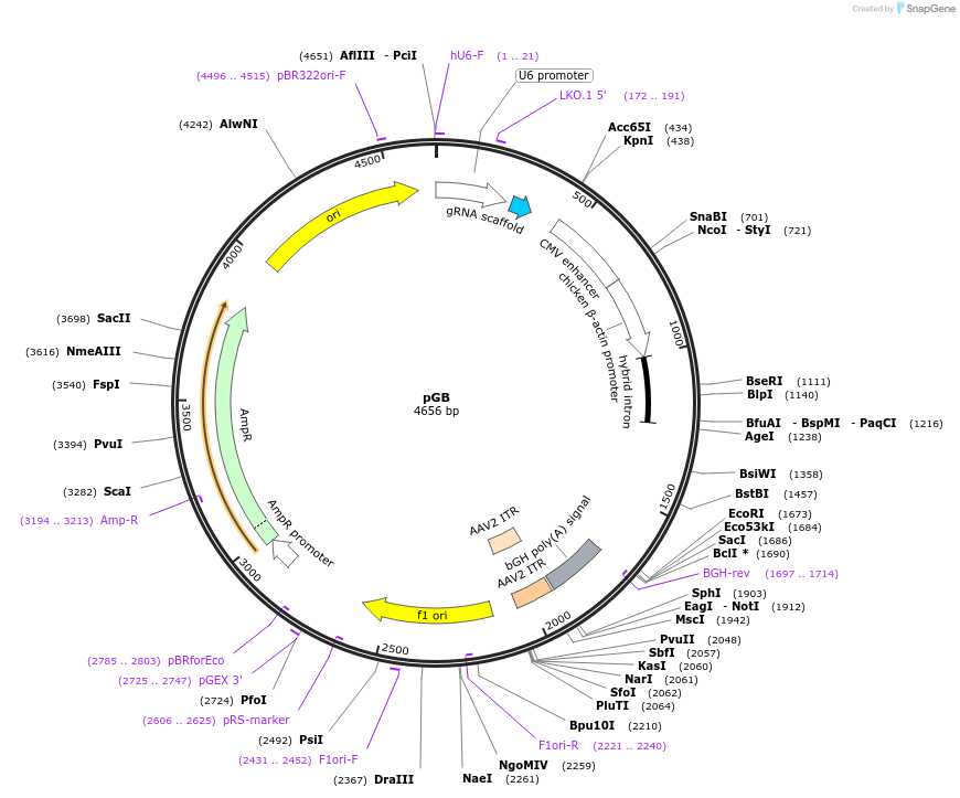 204744-plasmid-map-sequence-id-407542