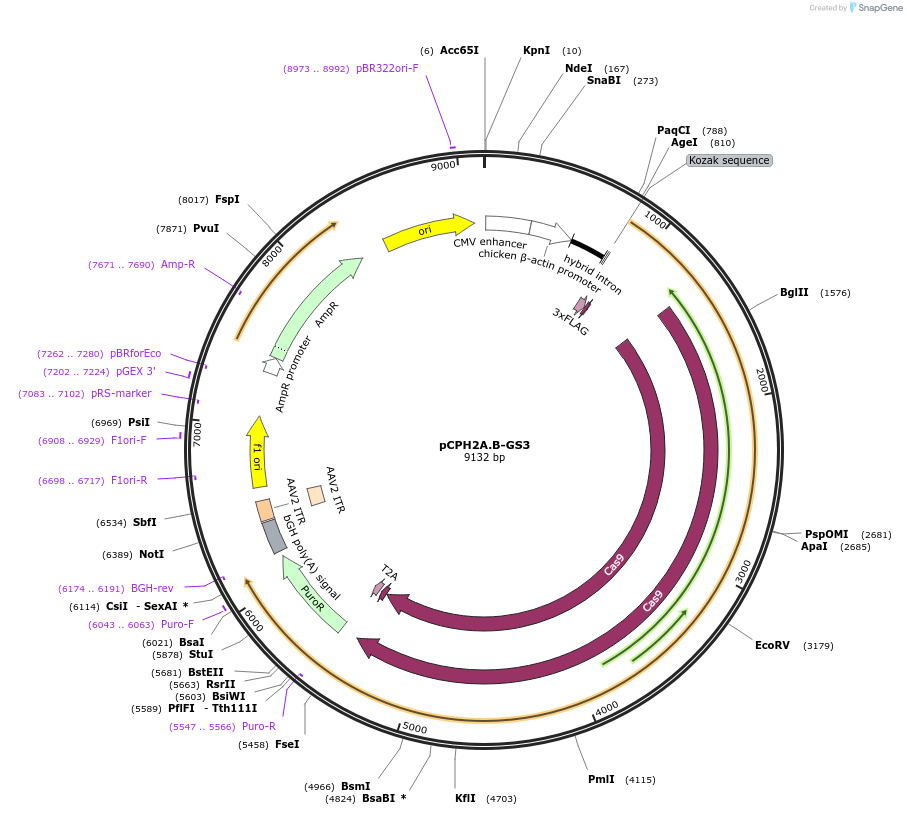 204760-plasmid-map-sequence-id-407543