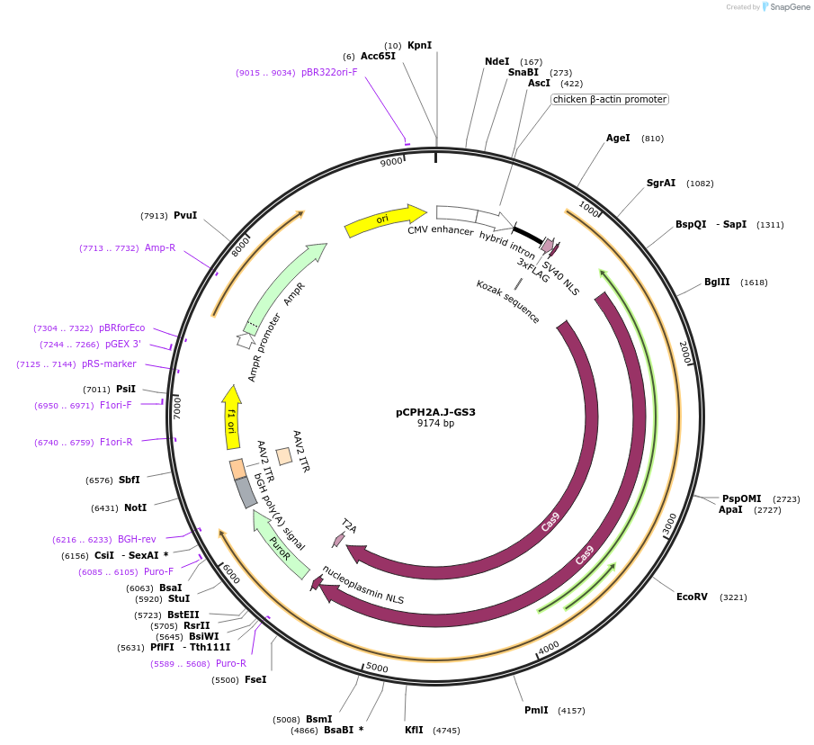 204757-plasmid-map-sequence-id-407544
