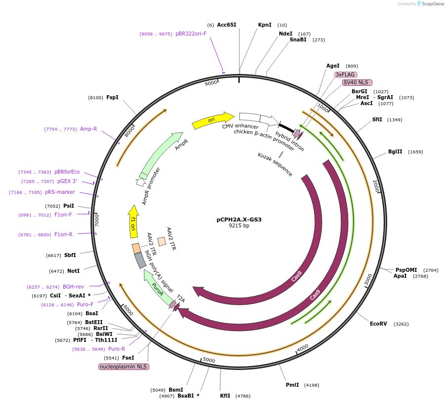 204745-plasmid-map-sequence-id-407545