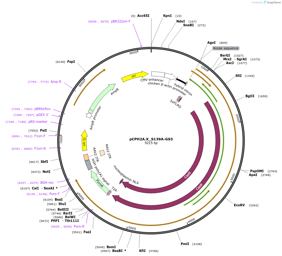 204749-plasmid-map-sequence-id-407546